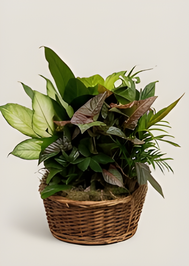 Mixed green and burgundy foliage plants planted together in a wicker basket