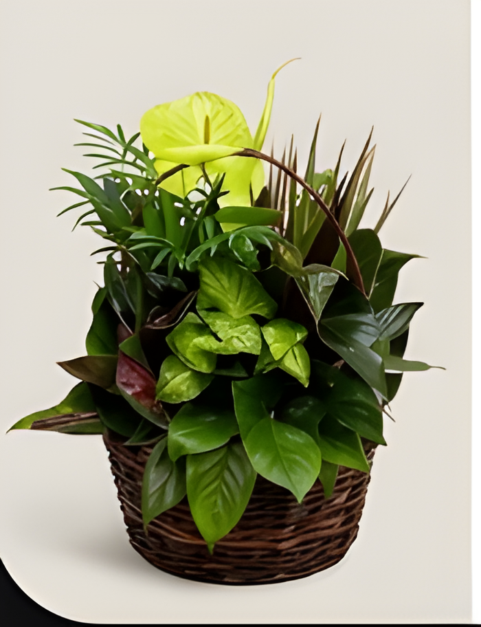 Green foliage plants with one pale bloom in a wicker basket