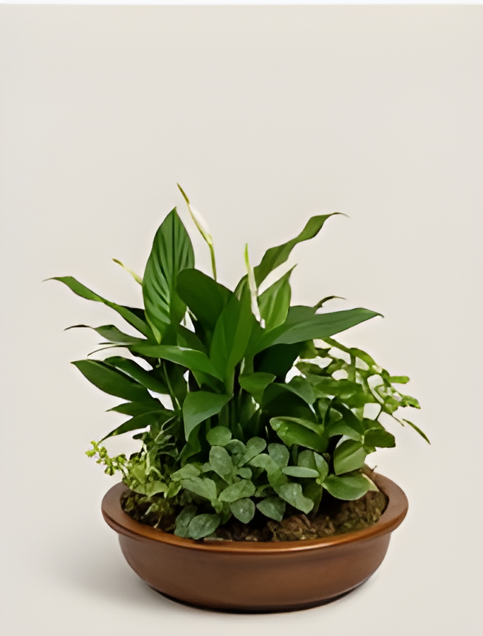 Peace lily and smaller green plants planted in a low brown bowl
